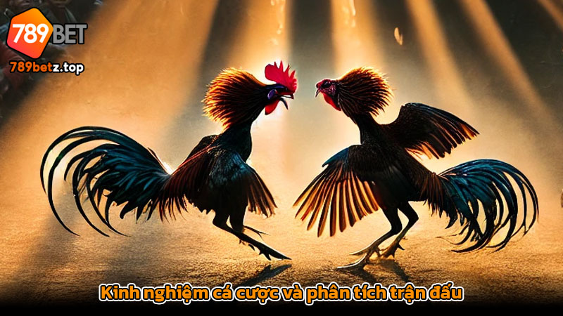 Kinh nghiệm cá cược và phân tích trận đấu